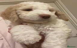 Mixed Breed dogs for sale: Amazing Cockerpoo/Bernadoodle puppies ❤️🐶 - Image 1