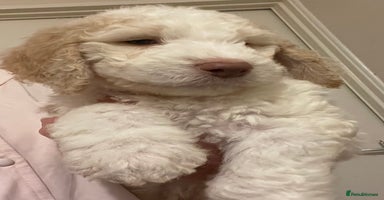 Mixed Breed dogs - Advert 7