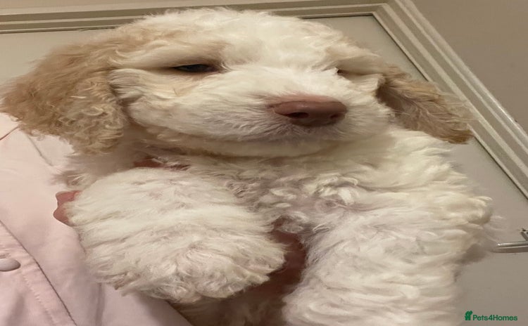 Mixed Breed dogs - Advert 4