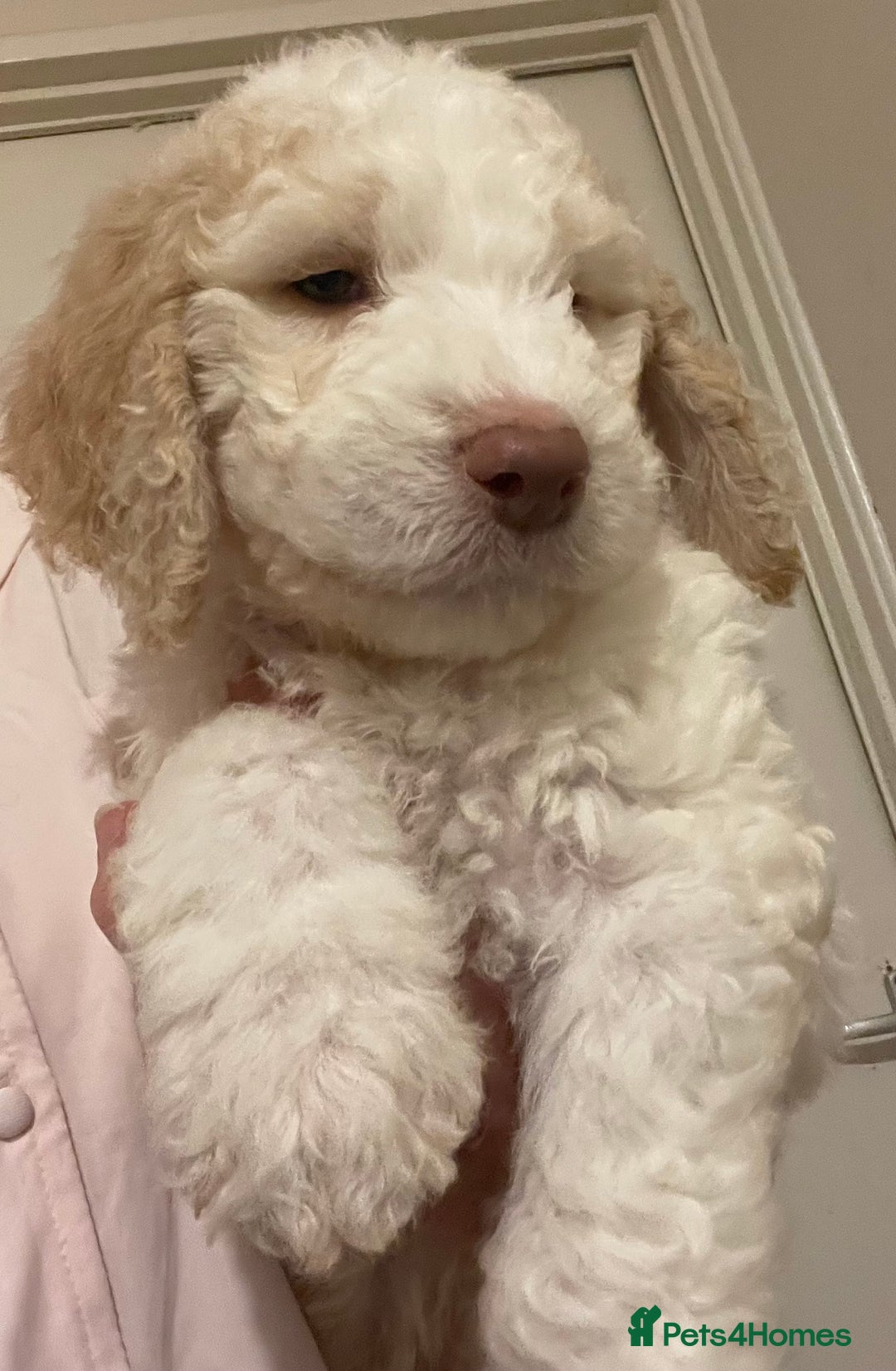 Mixed Breed dogs for sale: Amazing Cockerpoo/Bernadoodle puppies ❤️🐶 - Image 1