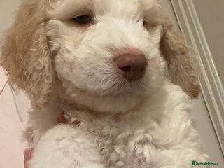 Mixed Breed dogs - Advert 3