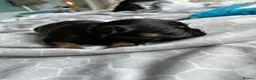 Mixed Breed dogs for sale: griffon cross Chihuahua puppies in Darlington - Advert 13