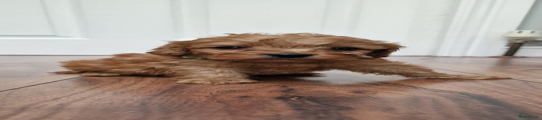 Cockapoo Puppy 4