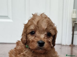Cockapoo dogs - Advert 31