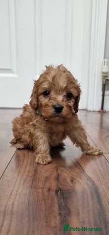Cockapoo dogs - Advert 12