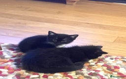 British Shorthair cats for sale: Adorable 5 kittens, two males, three females - Image 7