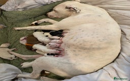 Mixed Breed dogs for sale: adorable Lurcher puppies - Image 16