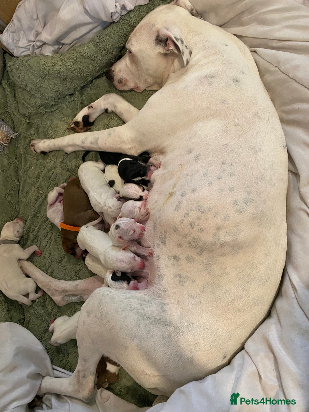 Mixed Breed dogs for sale: adorable Lurcher puppies - Image 16