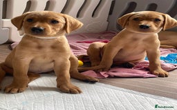 Labrador Retriever dogs for sale: KC registered Fox Red Labrador pup (last girl)🐾 in Saltcoats - Image 4