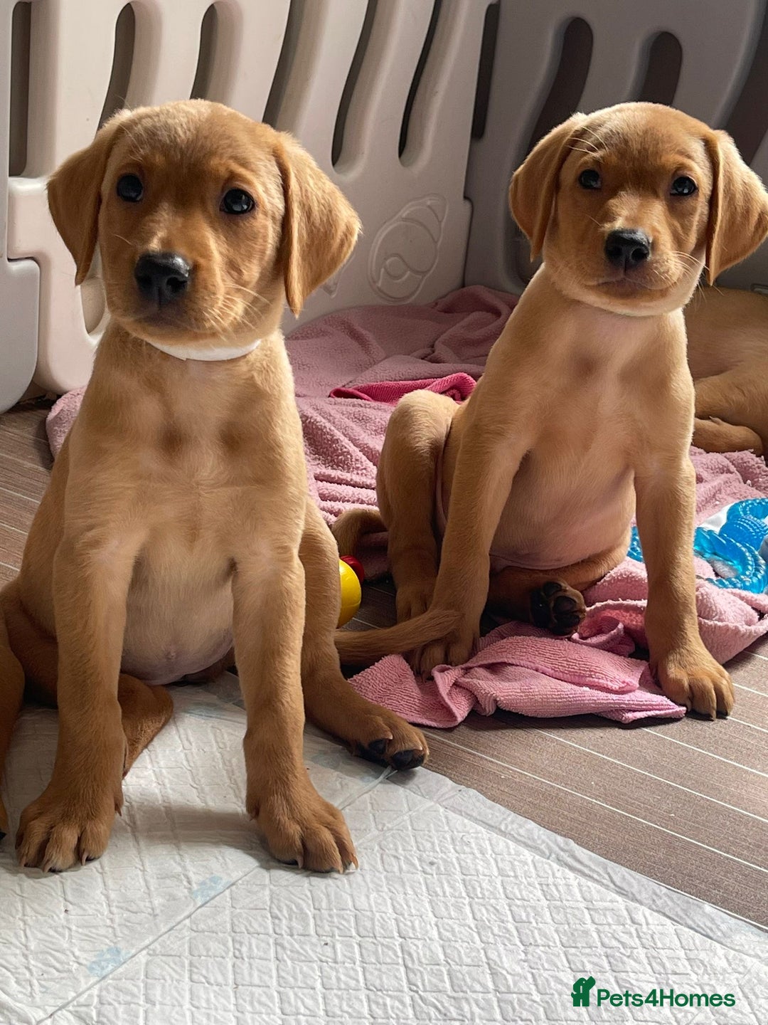 Labrador Retriever dogs for sale: KC registered Fox Red Labrador pup (last girl)🐾 in Saltcoats - Image 4