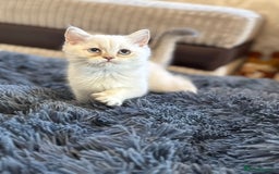 British Shorthair cats for sale: British shorthair kittens TICA ready NOW  - Image 1