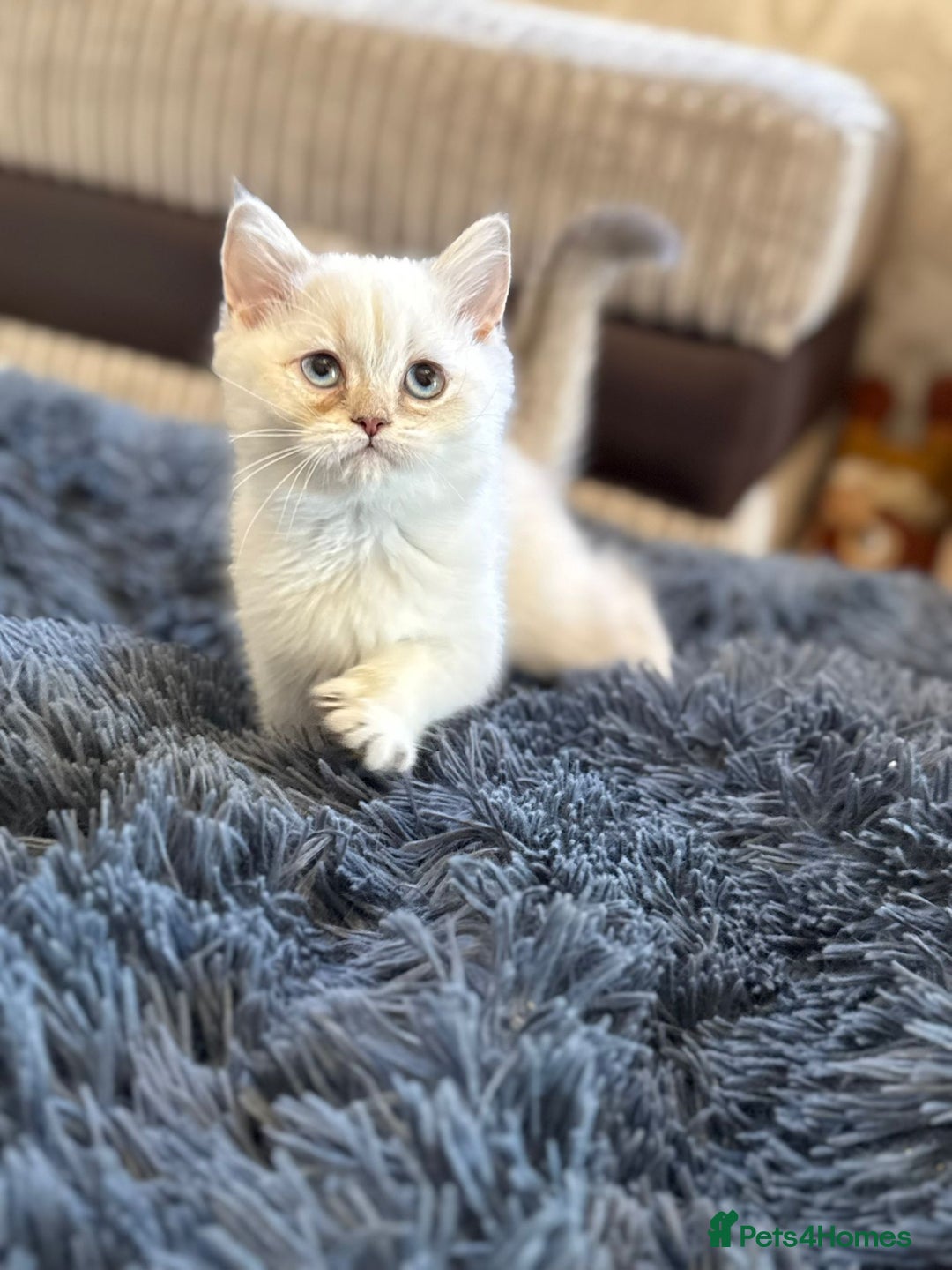 British Shorthair cats for sale: British shorthair kittens TICA ready NOW  - Image 1