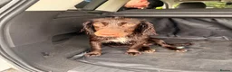Cockapoo dogs for sale: Brother and sister in need of new home  in Addlestone - Advert 4
