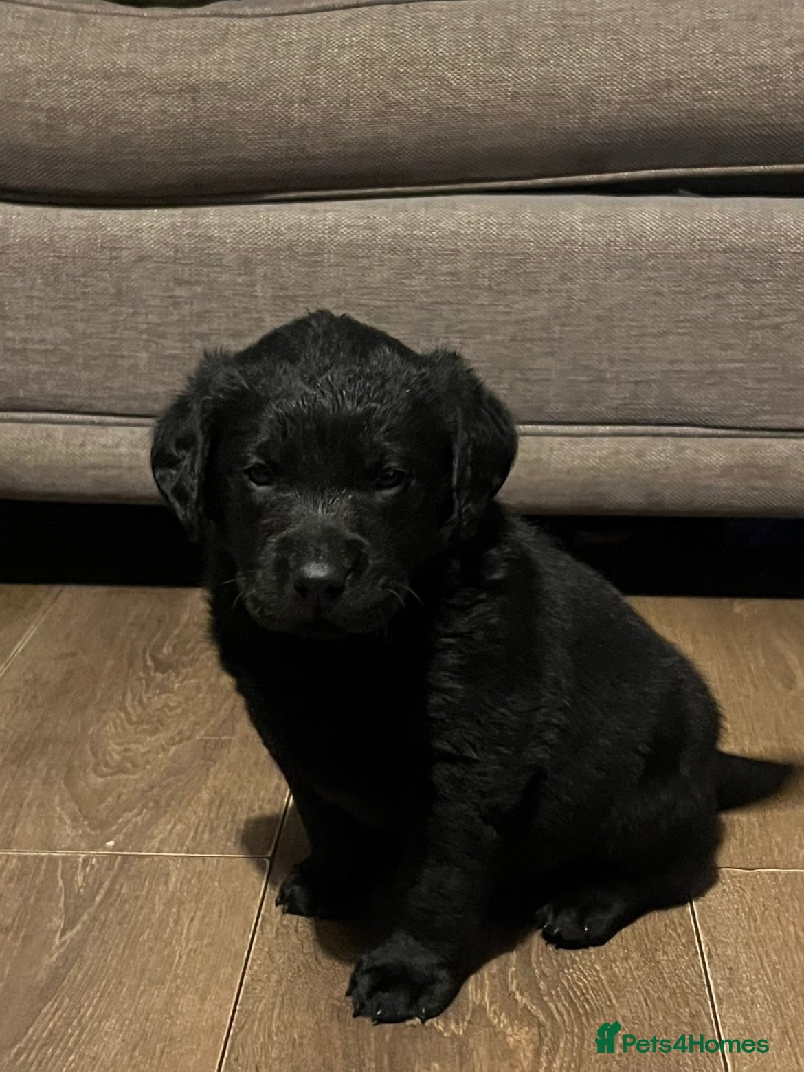 Mixed Breed dogs Pointer x Labrador puppies  - Advert 1