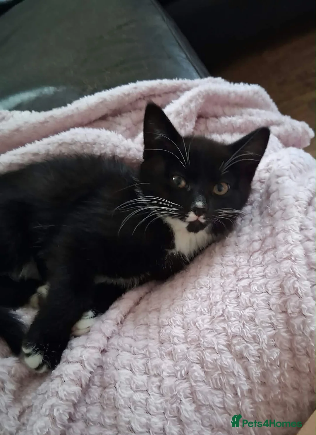 Mixed Breed cats for sale: 3 female kittens - Advert 2
