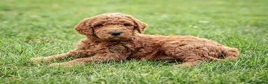 Teddy 