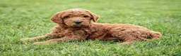 Goldendoodle dogs for sale: beautiful single GoldenDoodle  - Advert 2