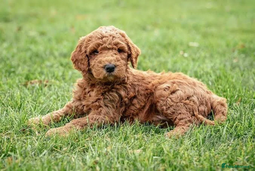 Goldendoodle dogs for sale: beautiful single GoldenDoodle  - Advert 2
