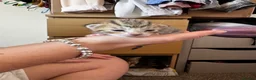 Bengal cats for sale: Bengal x Tabby kittens in Weymouth - Advert 21