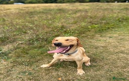 Labrador Retriever dogs for sale: Rehoming our 1 year old Lab - Image 1