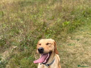 Labrador Retriever dogs - Advert 15