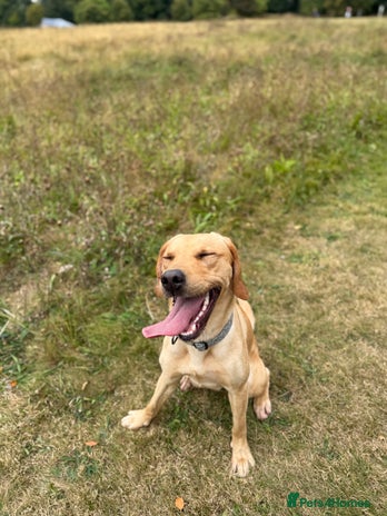 Labrador Retriever dogs - Advert 11