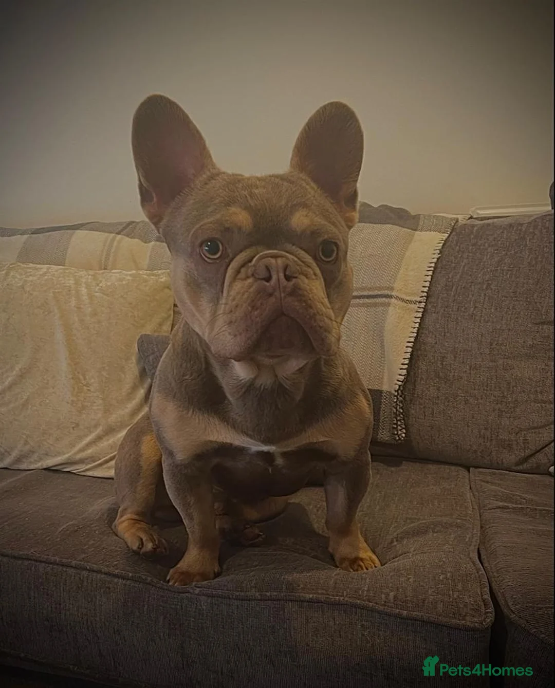 French Bulldog dogs for stud: 🦍SHORTTY🦍 SPECIAL OFFER WON'T GET CHEAPER 🔥🔥 in Northampton - Advert 4
