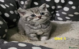 British Shorthair cats for sale: Beautiful silver tabby british shorthair kittens  - Image 13
