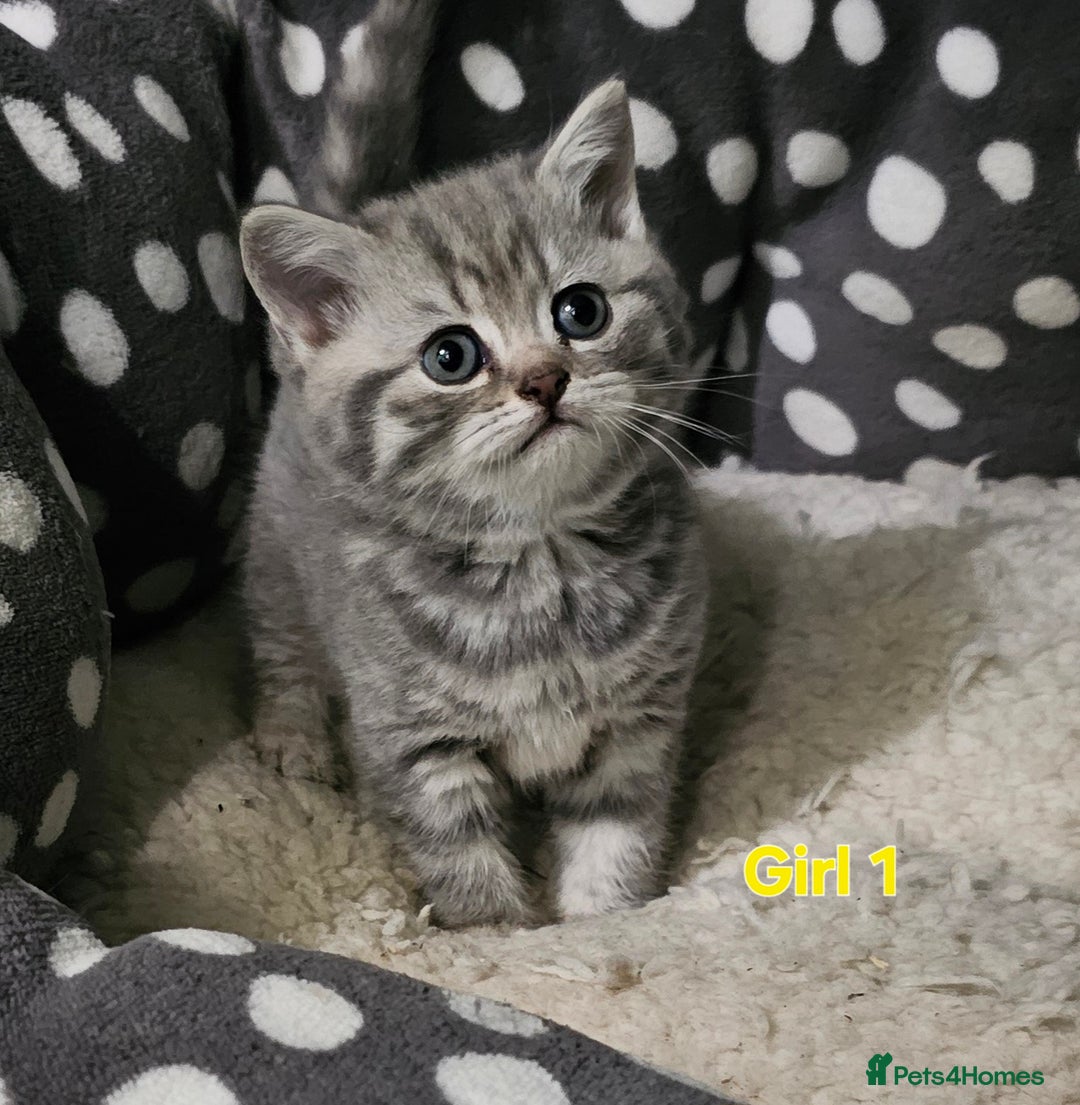 British Shorthair cats for sale: Beautiful silver tabby british shorthair kittens  - Image 13