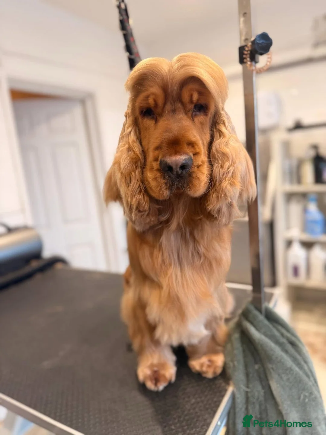 Cocker Spaniel dogs for sale: Beautiful Black & Tan girl  - Advert 3