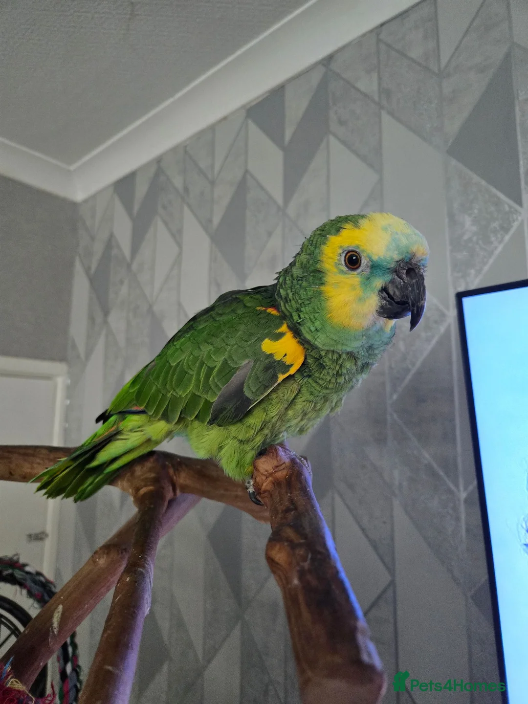 Parrots birds for sale: Amazon  parrot  in Colchester - Advert 2