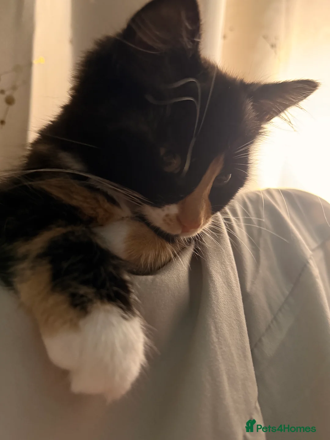 Mixed Breed cats for sale: Female kitten    pending  - Advert 14