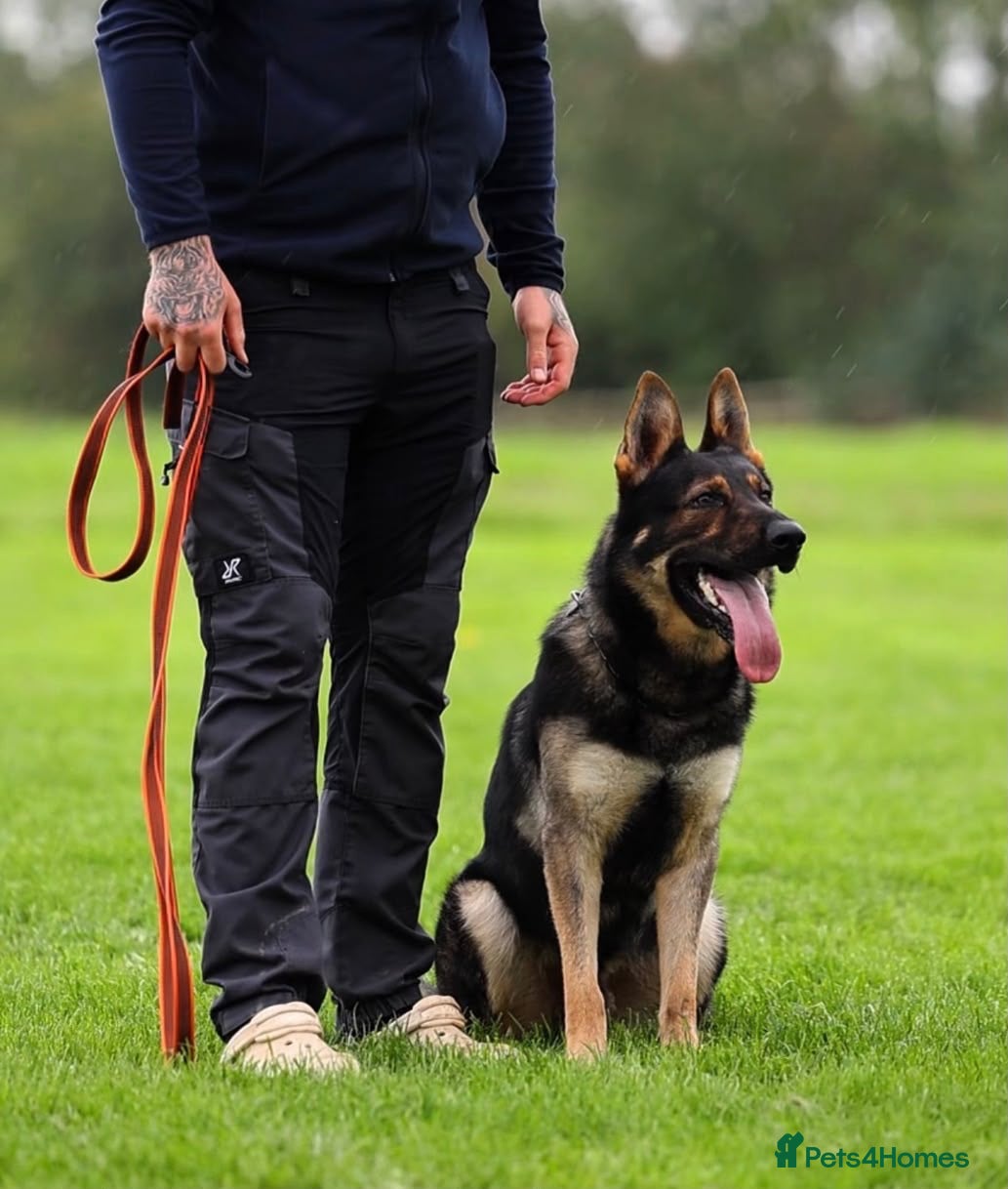 German Shepherd dogs Exceptional Homebred Ex-Police Working Male - Advert 14