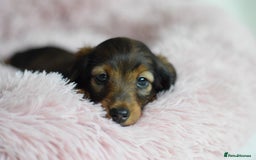 Miniature Dachshund dogs for sale: Gorgeous Longhair Miniature Dachshund Girls - Image 2