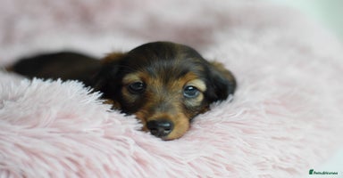Miniature Dachshund dogs - Advert 2