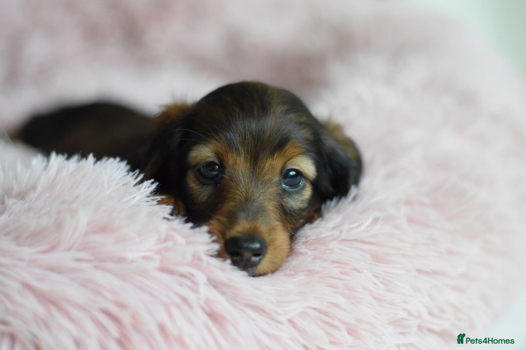 Miniature Dachshund dogs for sale: Gorgeous Longhair Miniature Dachshund Girls - Image 2