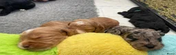 Cockapoo dogs for sale: Cockapoo puppies - Advert 5