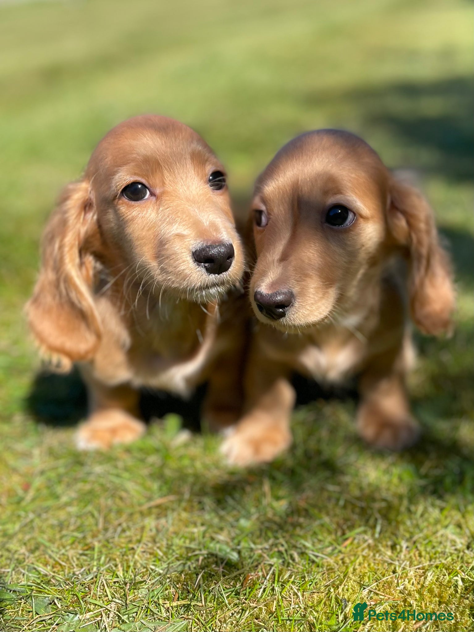 Dachshund dogs KC miniature long hair cream dachshund for sale - Advert 5