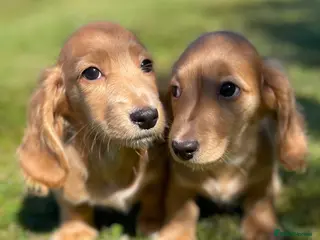 Dachshund dogs KC miniature long hair cream dachshund for sale - Advert 5