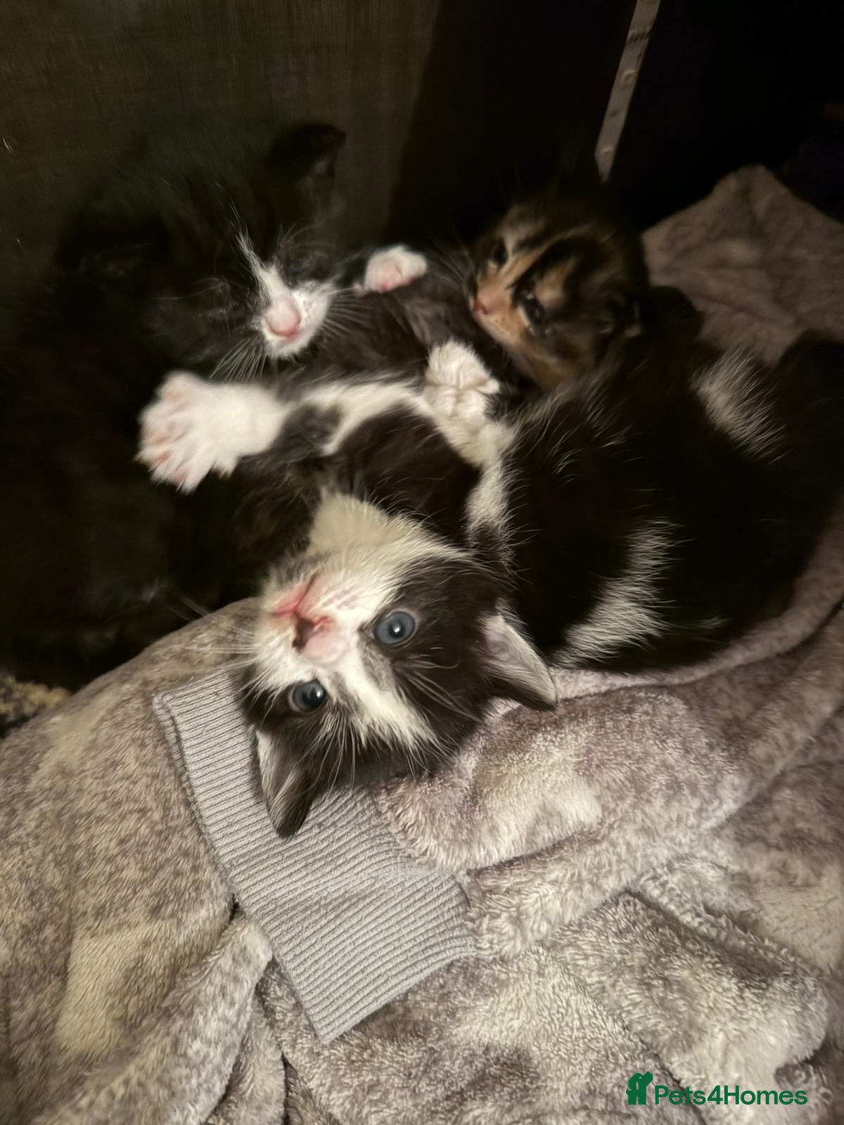 Mixed Breed cats Three beautiful kittens free to good home  - Advert 1