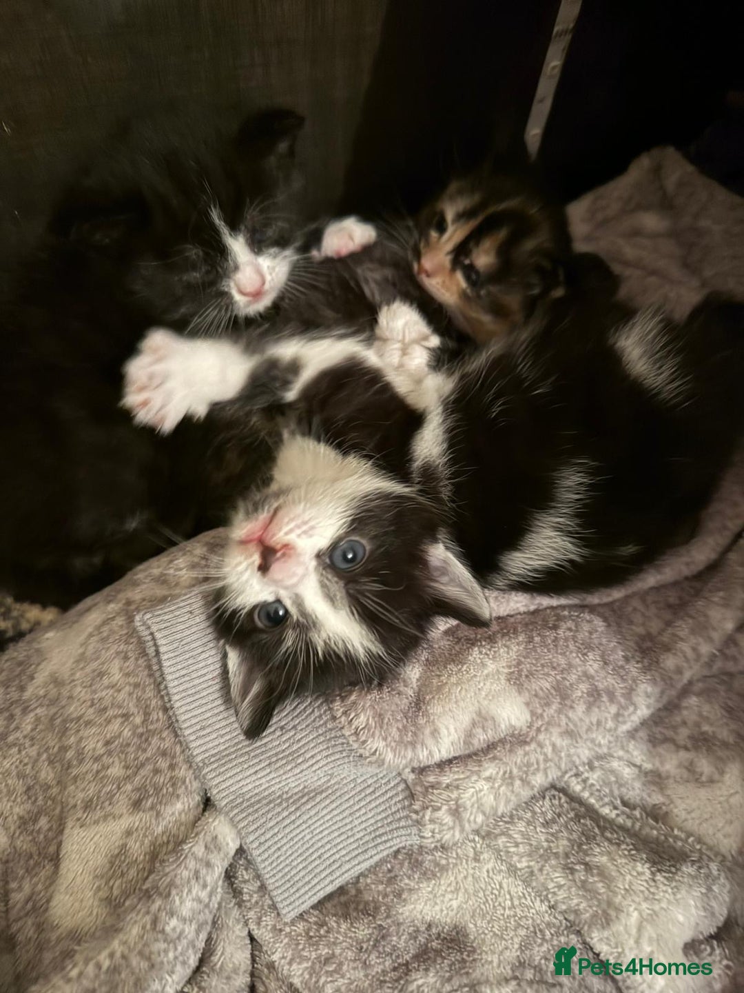Mixed Breed cats for sale: Three beautiful kittens  **   - Advert 1