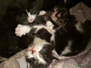 Mixed Breed cats Three beautiful kittens free to good home - Advert 1