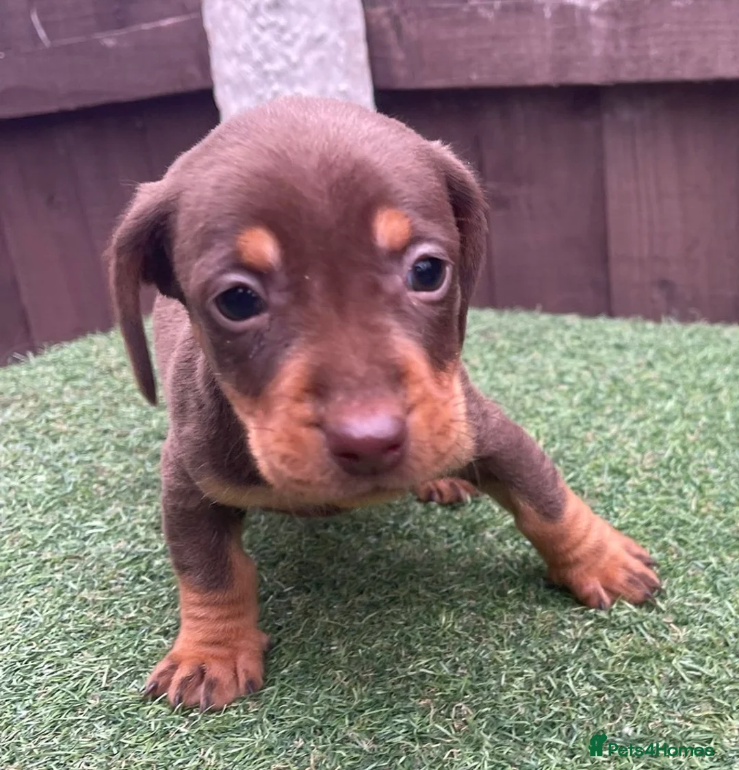Dachshund dogs for sale: 6 beautiful dachshunds ready for new homes!!!! in Leeds - Advert 2