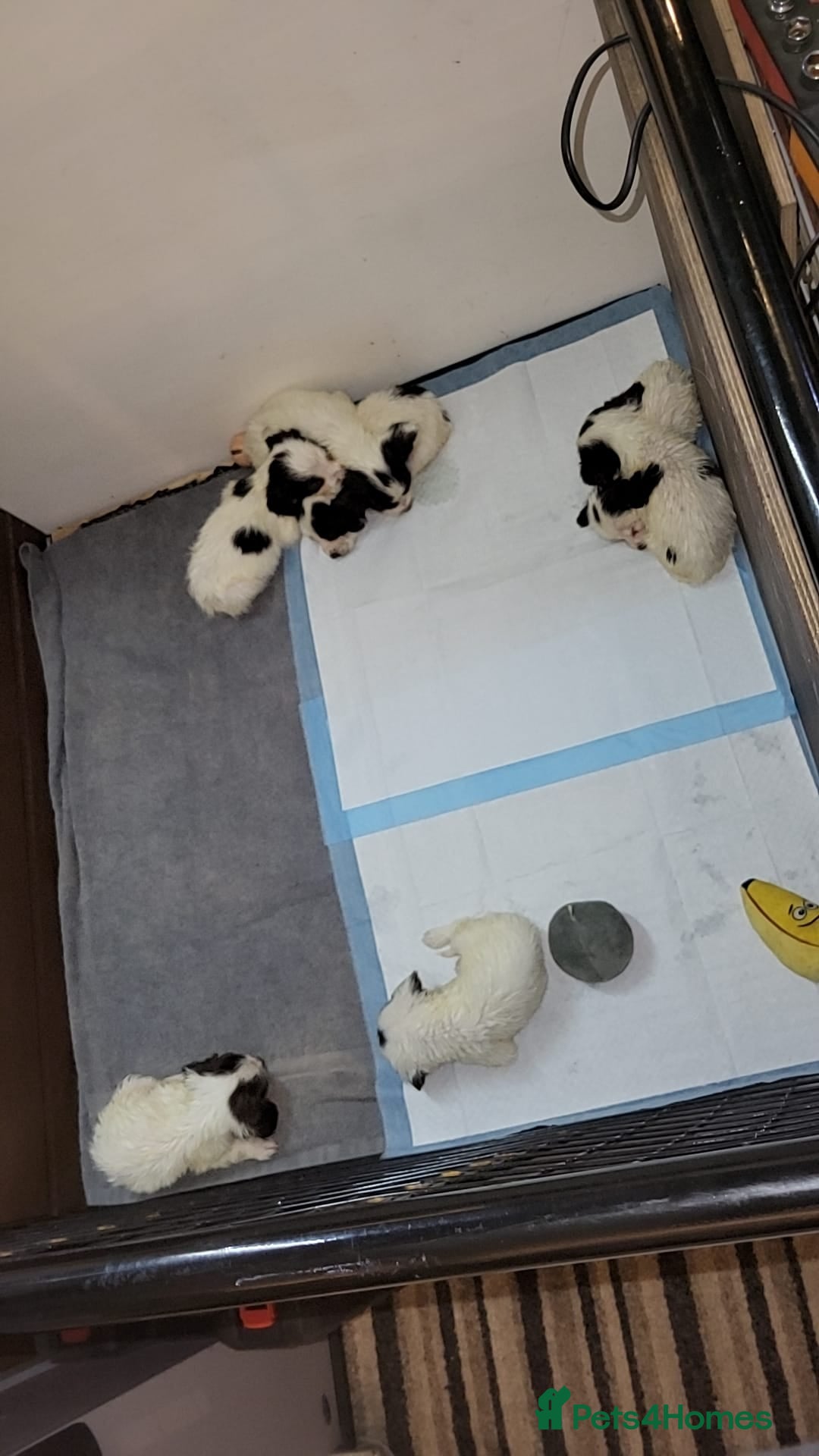 English Springer Spaniel dogs for sale: Beautiful puppies for sale  - Advert 12