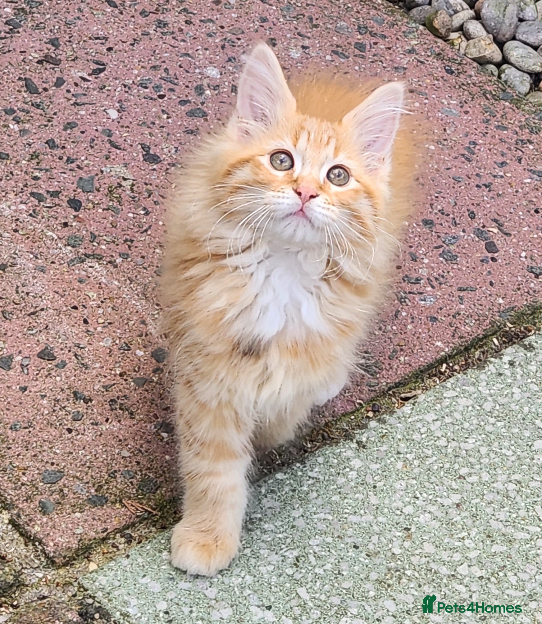 Maine Coon cats Maine Coons Ready Now!! 4 male 1 female  - Advert 13