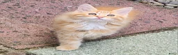 Maine Coon cats for sale: Maine Coons Ready Now!! 4 male 1 female  - Advert 15