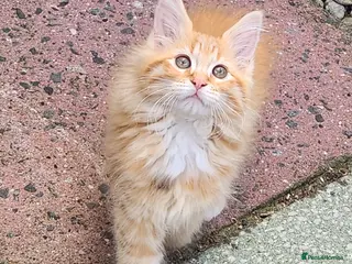 Maine Coon cats Maine Coons Ready Now!! 4 male 1 female - Advert 13