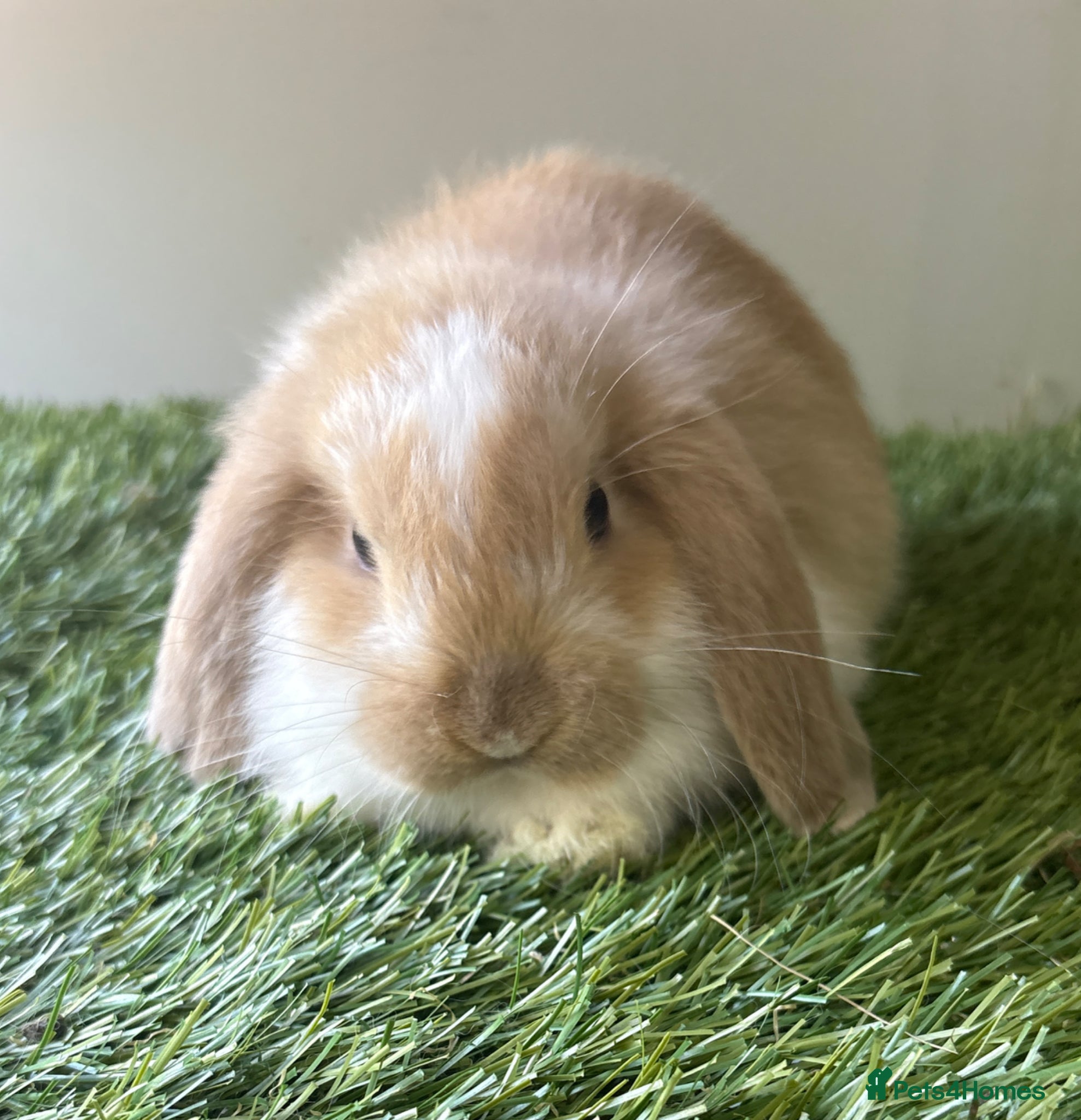 Mini Lop rabbits for sale: Mini lop baby rabbits  - Advert 5