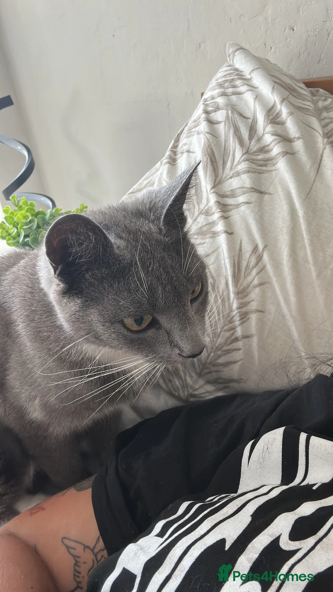 Mixed Breed cats for sale: My sweet girl Bambi. Female grey cat for sale - Advert 2