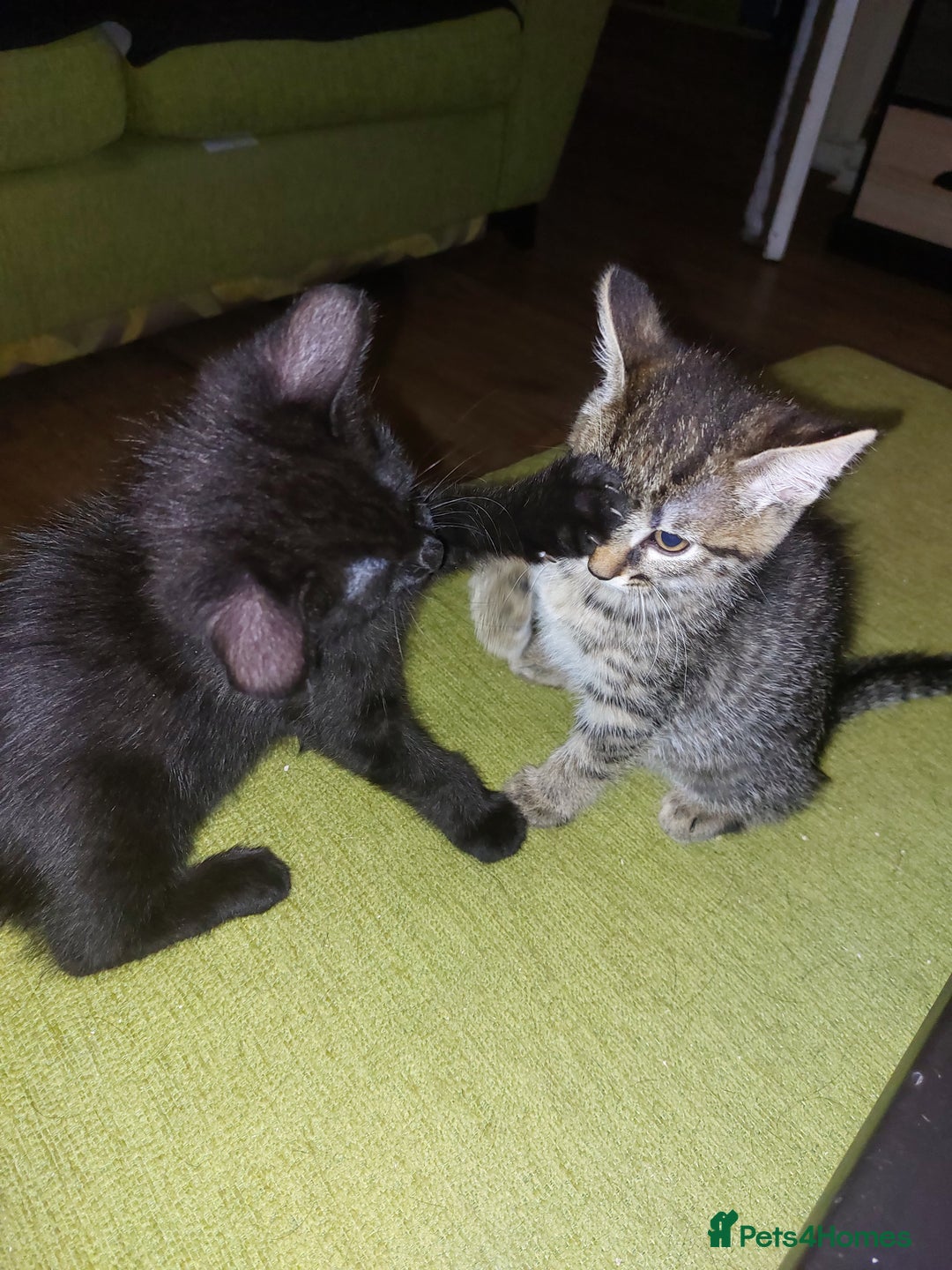 Mixed Breed cats for sale: Lovely confident kittens - Image 3